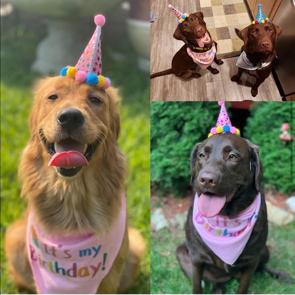 NWOT Pooch First Birthday - Picture 4 of 10